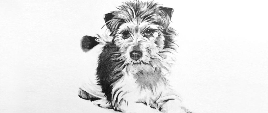 Hundezeichnung / Hunde Portrait Hunde Portrait zeichnen lassen!